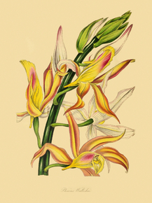 Phaius Wallichii