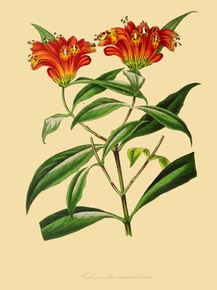 Aeschynanthus Eamosissimus