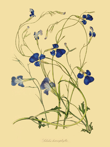 Lobelia Heterophylla