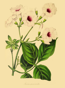 Tecoma Jasminoides