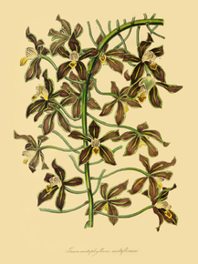 Grammatophyllum Multiflorum