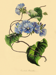 Convolvulus Pentanthus