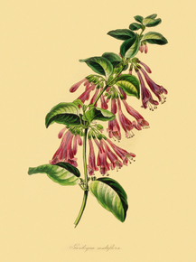 Gardoquia Multiflora