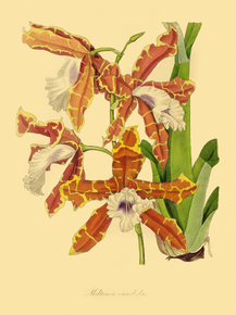 Miltonia Candida