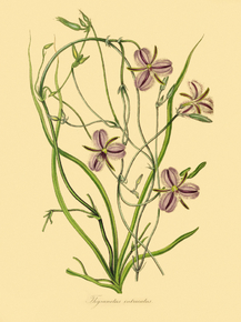 Thysanotus Intricatus
