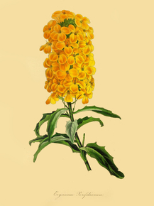 Erysimum Perofskianum