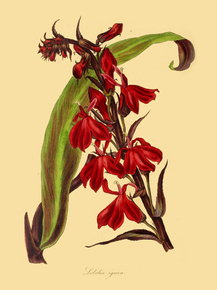 Lobelia Ignea