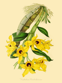 Dendrobium Cambridgeanum