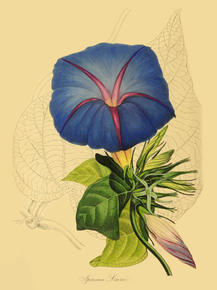 Ipomoea Leari