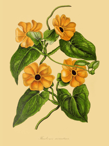 Thunbergia Aurantiaca