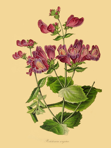 Pentstemon Argutus
