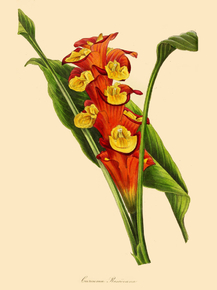 Curcuma Roscoeana