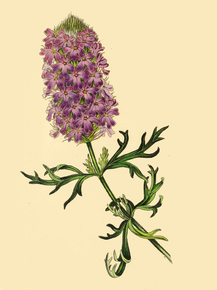Verbena Amoena