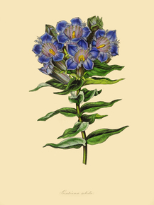 Gentiana Gelida