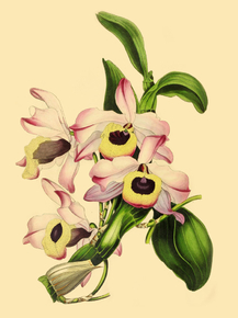 Dendrobium Nobile
