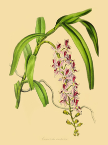 Camarotis Purpurea