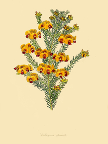 Dillwynia Speciosa