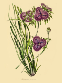 Thysanotus Proliferus