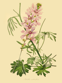 Nuttallia Malvaeflora