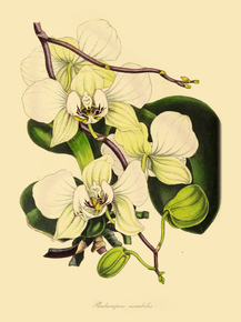 Phalaenopsis Am Abilis