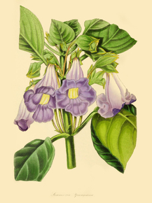 Sinningia Youngeana