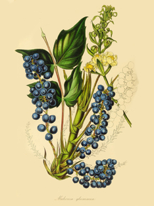 Mahonia Glumacea