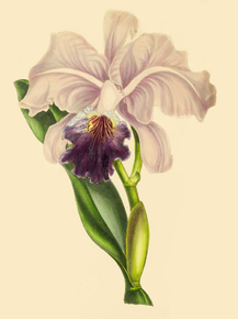 Cattleya Labiata Atropurpurea