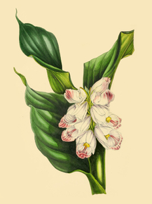 Gastrochilus Pulcherrimus