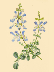 Salvia Linarioides