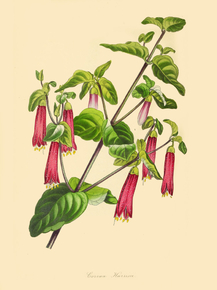 Corraea Harrisii