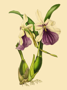 Milton I A Spectabilis