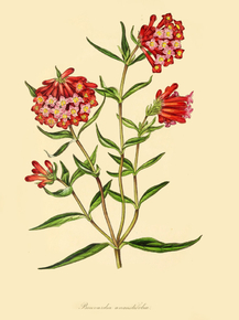 Bouvardia Angustifolia