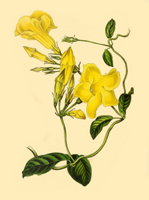 Echites Suberecta