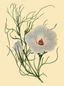 Hibiscus Multifidus