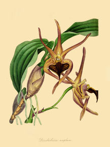 Dendrobium Amplum