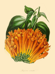 Bignonia Venusta