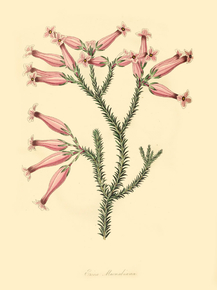 Erica Macnabiana