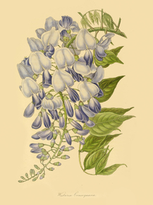 Wistaria Consequana