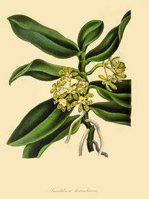 Saccolabium Denticulatum