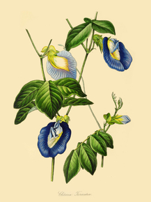 Clitoria Ternatea