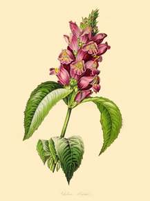 Chelone Obliqua