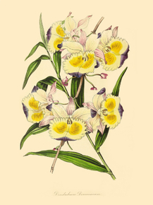 Dendrobium Devonianum