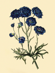 Delphinium Sinense Flore-Pleno