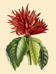 Aphelandra Cristata