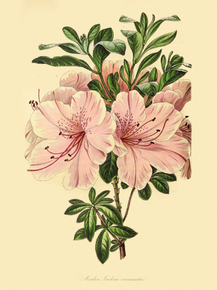 Azalea Indica Variegata