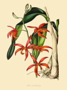 Laelia Cinnabarina