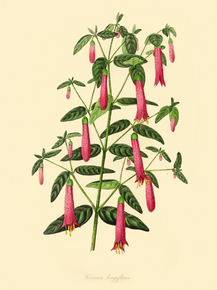 Corraea Longiflora