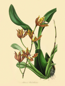 Miltonia Russelliana