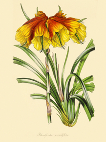Blandfordia Grandiflora