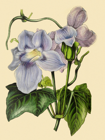Thunbergia Grandiflora